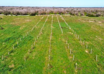 giardino - Rustico San Niceta, Melendugno - foto 30