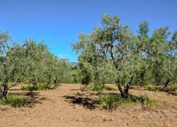 Villa Preselle-19.jpg - Casale Località Preselle sp 159, Scansano - photo 20