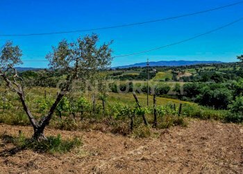 Villa Preselle-20.jpg - Casale Località Preselle sp 159, Scansano - photo 21