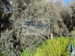 Terreno edificabile Via Goffredo Mameli, Siracusa - foto 3