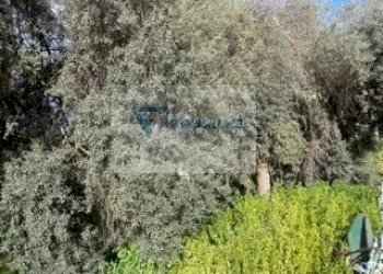 Terreno edificabile Via Goffredo Mameli, Siracusa - foto 3