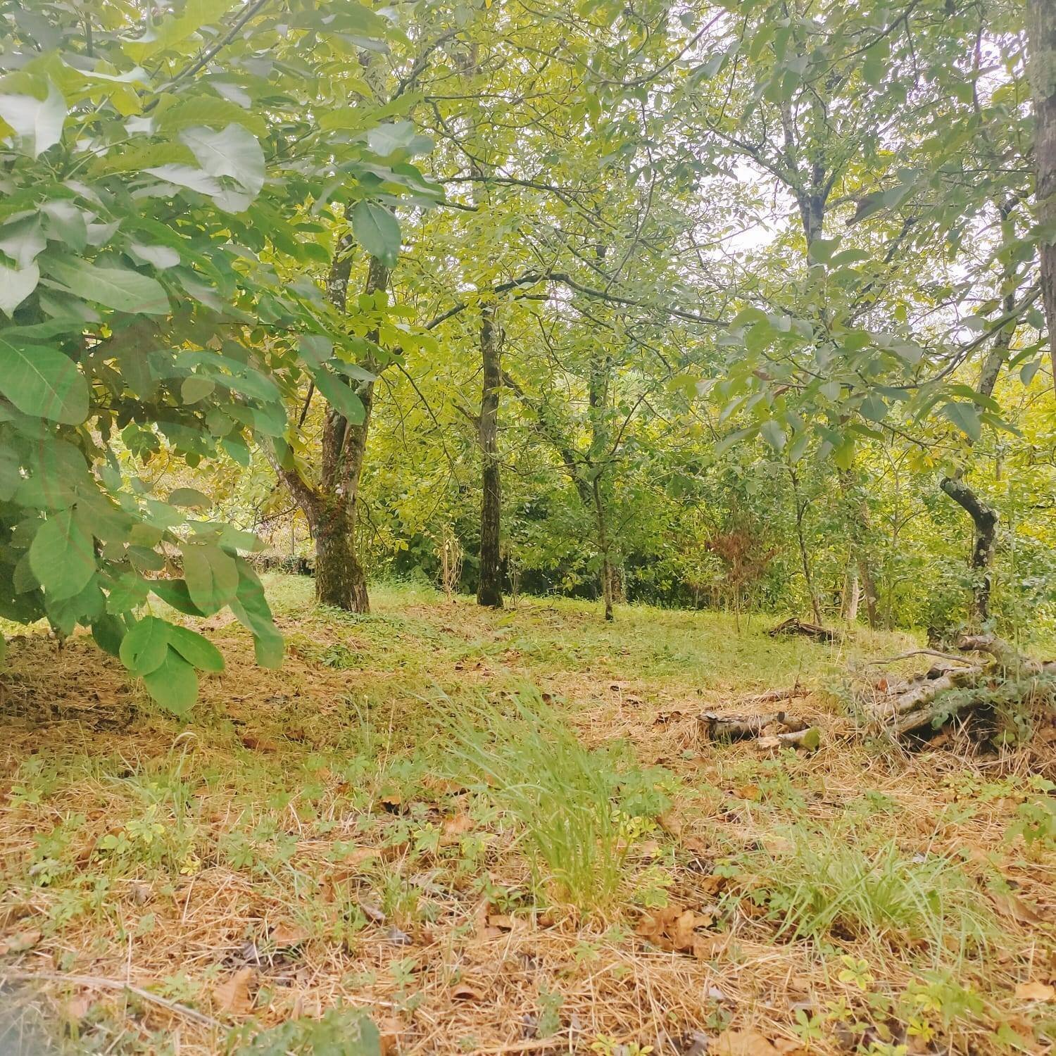 Foto 1 - Terreno edificabile Vicolo del Borchellino
 
snc, Villafranca in Lunigiana - foto 1