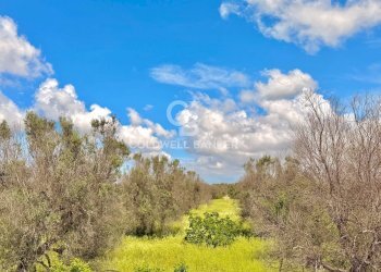 Foto 50 - Villa Contrada Campi
 
Snc, San Vito dei Normanni - foto 50