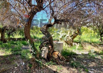 Giardino - Villa via Terre Bianche
 
12, Trabia - photo 11