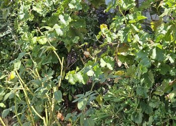 Giardino - Rustico Via Toniolo
 
snc, Mirabella Imbaccari - foto 8