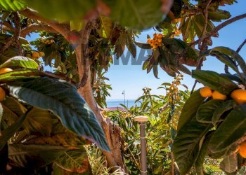 Giardino - Casa indipendente Corso Umberto I
 
206, Nizza di Sicilia - foto 36