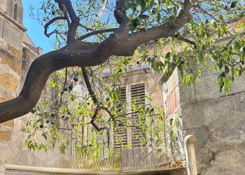 Giardino - Casa semi indipendente Palermo - foto 18