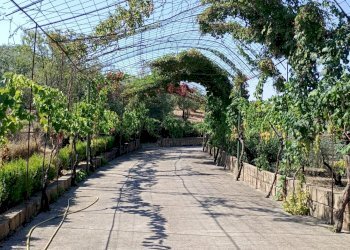 Villa Leonforte, Leonforte - photo 22