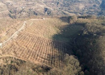 Terreno - Terreno agricolo Località Fossata, Torre Bormida - foto 15