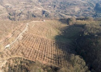 Terreno - Terreno agricolo Località Fossata, Torre Bormida - foto 16