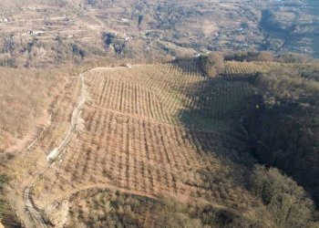 Terreno - Terreno agricolo Località Fossata, Torre Bormida - foto 17