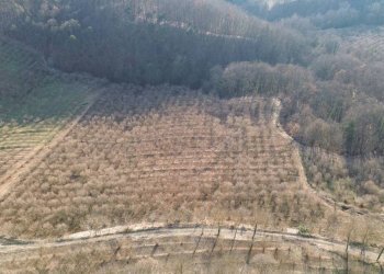 Terreno - Terreno agricolo Località Fossata, Torre Bormida - foto 20