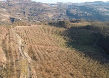 Terreno - Terreno agricolo Località Fossata, Torre Bormida - foto 22