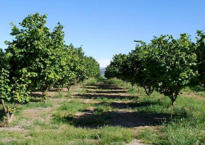 Terreno - Terreno agricolo Località Spinardi, Farigliano - foto 2