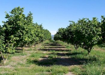 Terreno - Agricultural land Località Spinardi, Farigliano - photo 2