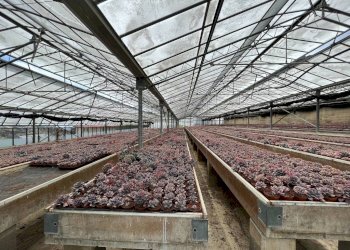 Terreno - Magazzino via San Sebastiano, Bordighera - foto 7