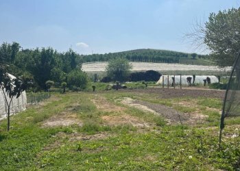 Terreno - Rustico Frazione Gorzano, 95, San Damiano d'Asti - foto 8