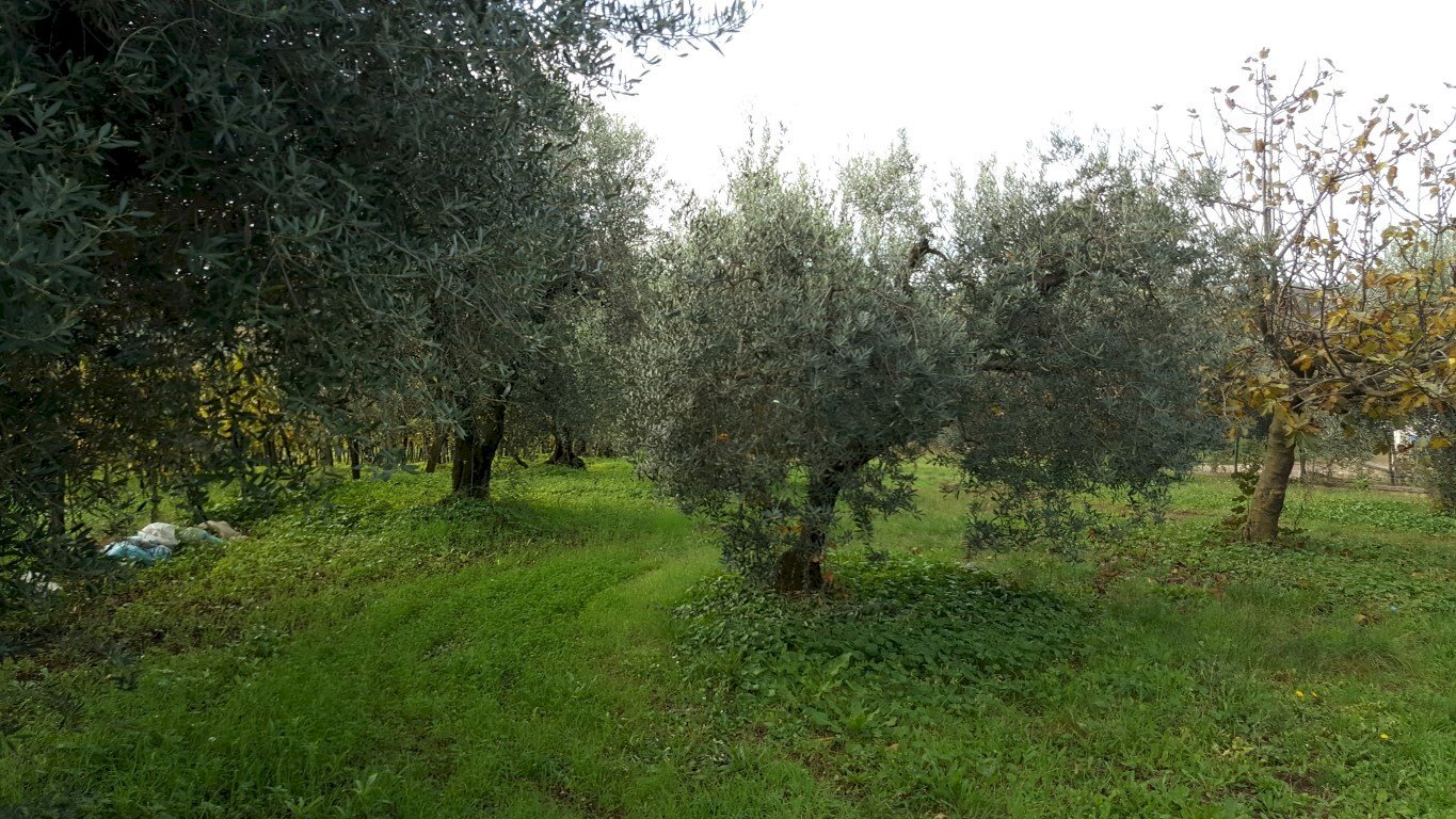 Foto 3 - Terreno agricolo VIA DELLE GINESTRE, Velletri - foto 3
