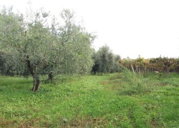 Foto 1 - Terreno agricolo VIA DELLE GINESTRE, Cisterna di Latina - foto 1