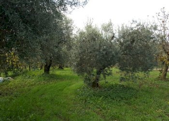 Foto 3 - Terreno agricolo VIA DELLE GINESTRE, Cisterna di Latina - foto 3