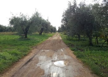 Foto 4 - Terreno agricolo VIA DELLE GINESTRE, Cisterna di Latina - foto 4