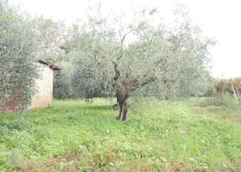 Foto 5 - Terreno agricolo VIA DELLE GINESTRE, Cisterna di Latina - foto 5