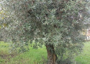 Foto 6 - Terreno agricolo VIA DELLE GINESTRE, Cisterna di Latina - foto 6