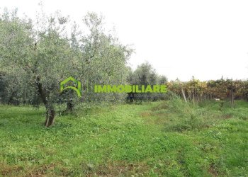 Foto 10 - Terreno agricolo VIA DELLE GINESTRE, Cisterna di Latina - foto 10