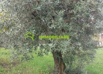 Foto 11 - Terreno agricolo VIA DELLE GINESTRE, Cisterna di Latina - foto 11