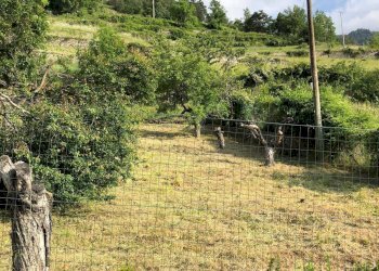 Foto 14 - Rustic Frazione Champretavy, Saint-Pierre - photo 14