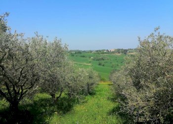 Foto 11 - Villa Via francesco Contuzzi, Santa Maria Nuova - foto 11