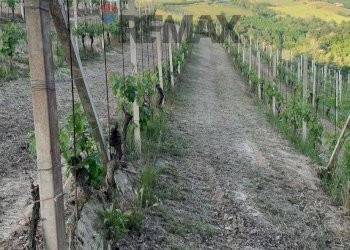 Giardino - Agricultural land Frazione San Rocco Cherasca
 
96, Alba - photo 9