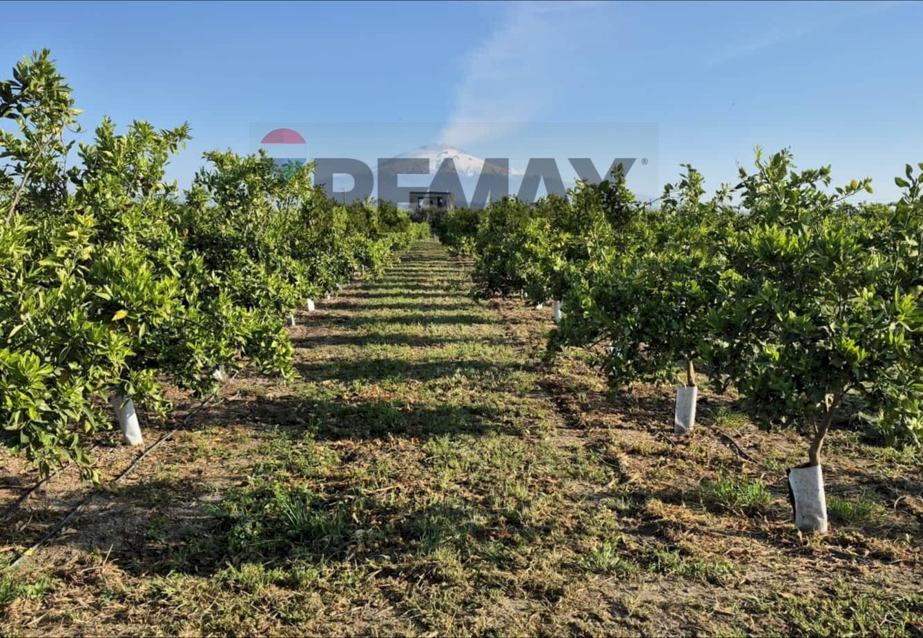 Giardino - Agricultural land Contrada Jungetto, Catania - photo 1
