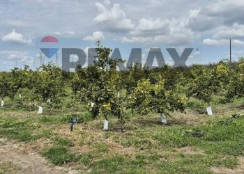 Giardino - Agricultural land Contrada Jungetto, Catania - photo 24