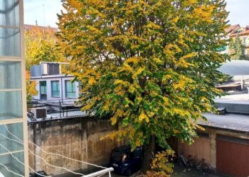 Balcone - Four-room apartment via Pietro Palmieri, 48, Torino (neighborhood Cit Turin) - photo 9
