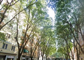 aselli bis - Trilocale via Aselli, 22, Milano (zona Città Studi) - foto 17