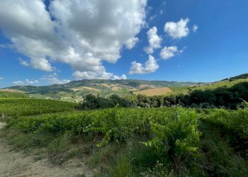 18 DI LEO IMMOBILIARE VENDE CASOLARE NUOVO A RIPAT - Casale Ripatransone - photo 12