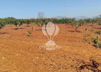 Terreno agricolo Via Adda Partinico, Partinico - foto 4