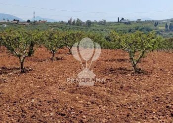 Terreno agricolo Via Adda Partinico, Partinico - foto 11