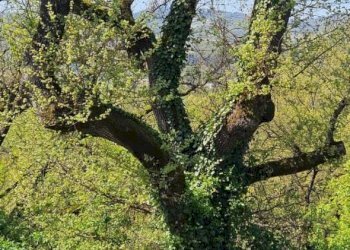 Terreno - Villa Unifamiliare Via Cavaioni, Bologna (zona Colli) - foto 48