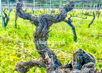 Foto 2 - Villa Verzella, Castiglione di Sicilia - foto 2