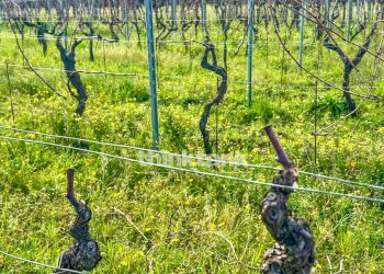 Foto 3 - Villa Verzella, Castiglione di Sicilia - foto 3