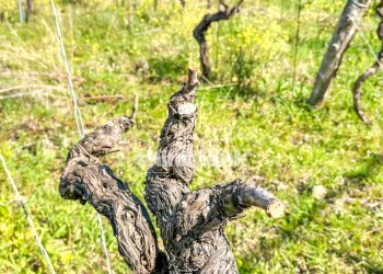 Foto 5 - Villa Verzella, Castiglione di Sicilia - foto 5