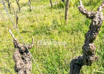 Foto 6 - Villa Verzella, Castiglione di Sicilia - foto 6