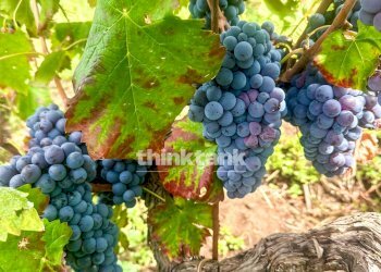 Foto 7 - Villa Verzella, Castiglione di Sicilia - foto 7