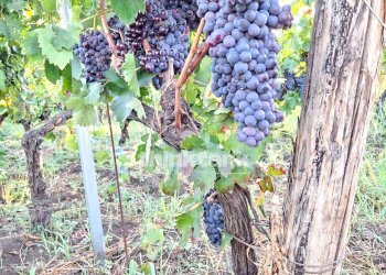 Foto 9 - Villa Verzella, Castiglione di Sicilia - foto 9