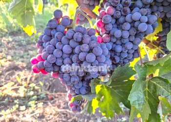 Foto 10 - Villa Verzella, Castiglione di Sicilia - foto 10