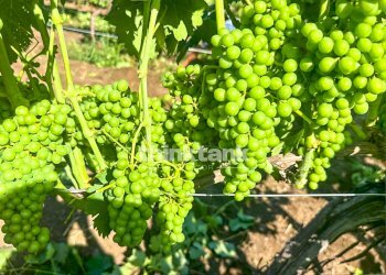 Foto 11 - Villa Verzella, Castiglione di Sicilia - foto 11