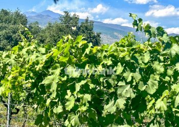 Foto 12 - Villa Verzella, Castiglione di Sicilia - foto 12