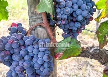 Foto 13 - Villa Verzella, Castiglione di Sicilia - foto 13